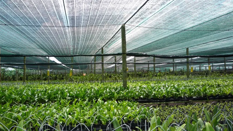 Ứng Dụng Của Tấm Tôn Sáng Đối Với Công Trình Nông Nghiệp, Trồng Rau 5 Nhà lưới