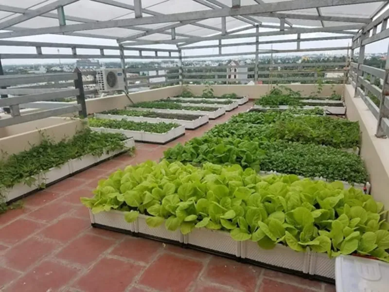 Lợp Mái Tôn Có Trồng Rau Được Không? Giải Pháp Ánh Sáng Từ Tấm Lợp Polycarbonate 3 Giải pháp cải thiện điều kiện trồng rau dưới mái tôn