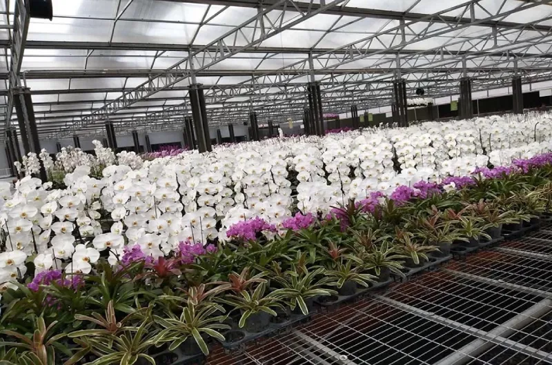 5+ Hướng Dẫn Toàn Diện Trồng Lan Dưới Mái Tôn Nhựa Cho Người Mới Bắt Đầu Chơi Cây Cảnh 4 Kinh nghiệm chăm sóc lan dưới mái tôn nhựa lấy sáng