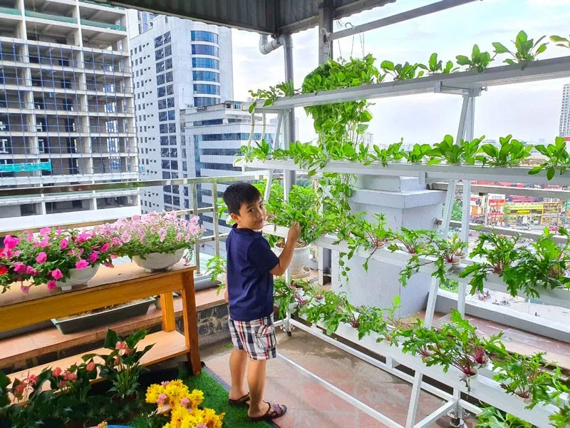 Lợp Mái Tôn Có Trồng Rau Được Không? Giải Pháp Ánh Sáng Từ Tấm Lợp Polycarbonate 2 Lợp mái tôn có trồng rau được không?